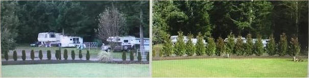 Excelsa Cedar before and after